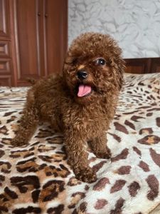 Щенки той пудель