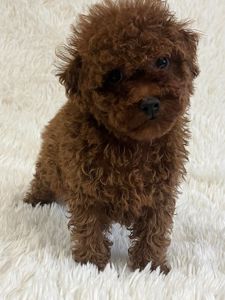 Щенки той пудель