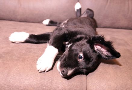 Ваше хвостате щастя!