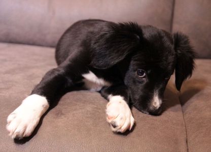 Ваше хвостате щастя!