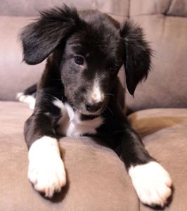 Ваше хвостате щастя!