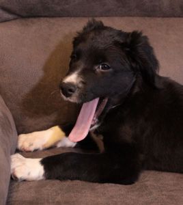 Ваше хвостате щастя!