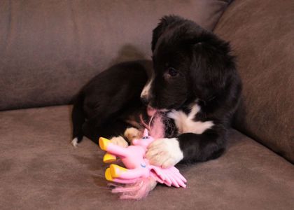 Ваше хвостате щастя!