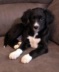 Ваше хвостате щастя!