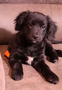 Маленька веселунка у пошуках родини