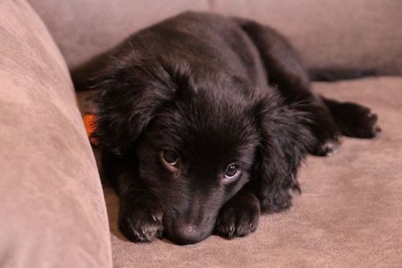 Маленька веселунка у пошуках родини