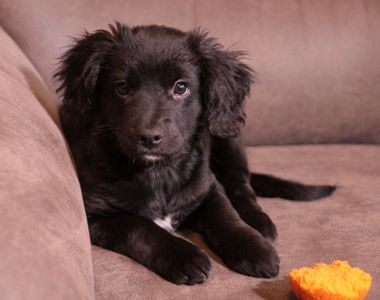 Маленька веселунка у пошуках родини