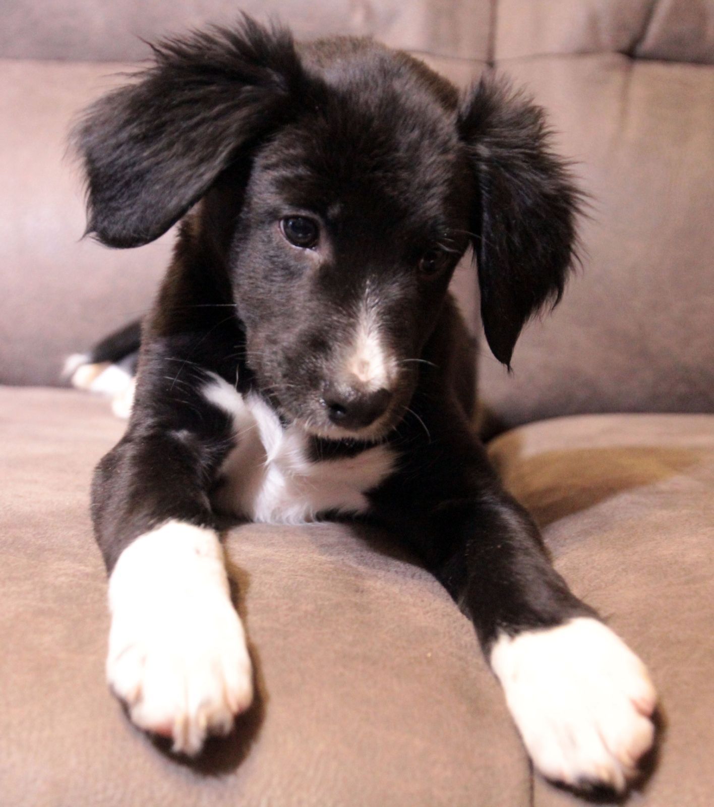 Ваше хвостате щастя!