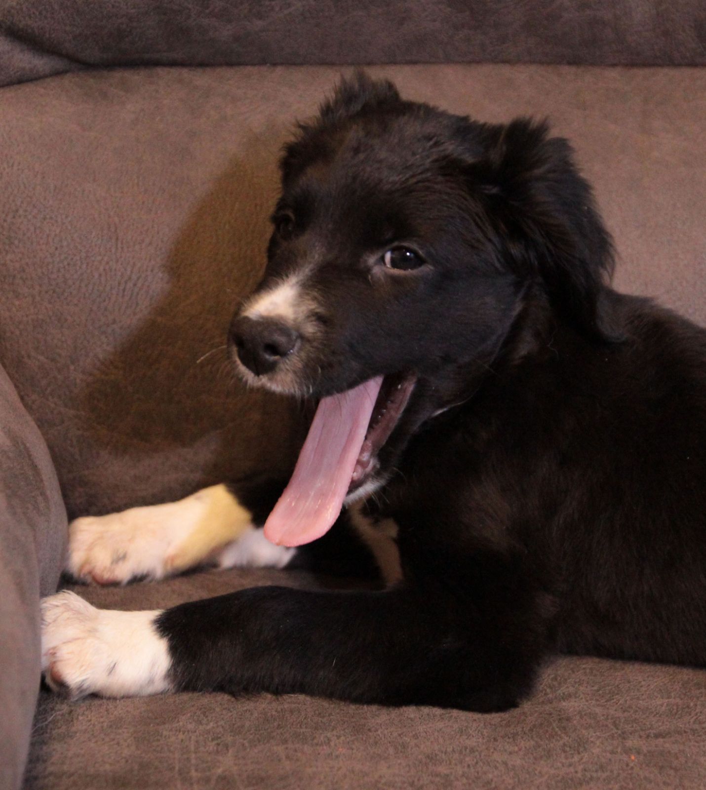 Ваше хвостате щастя!