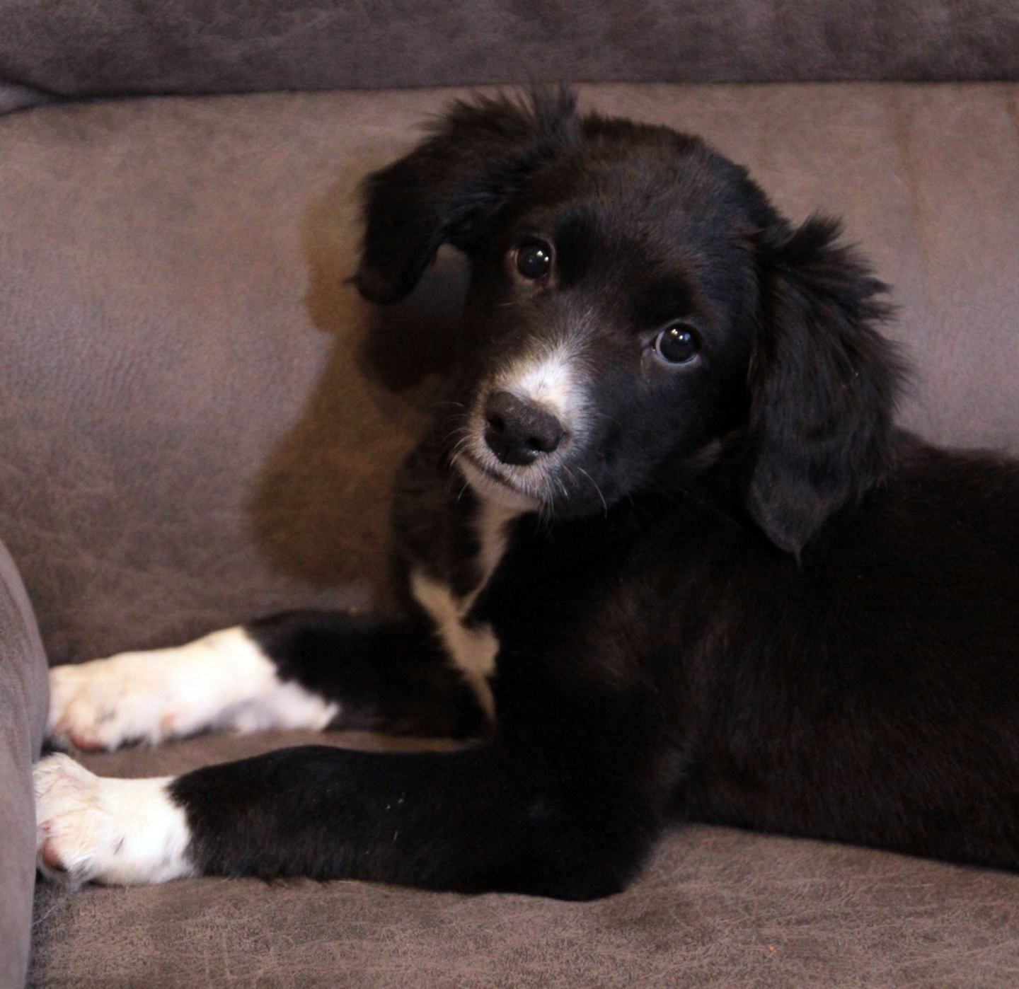 Ваше хвостате щастя!