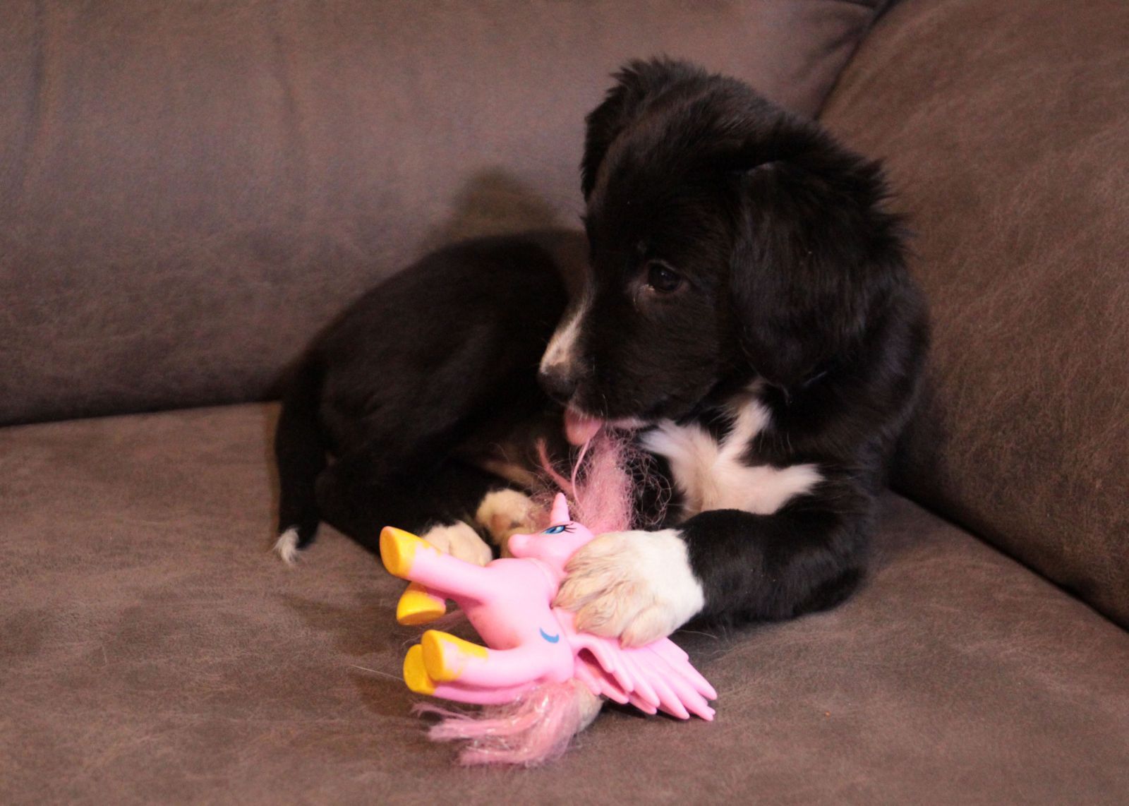 Ваше хвостате щастя!