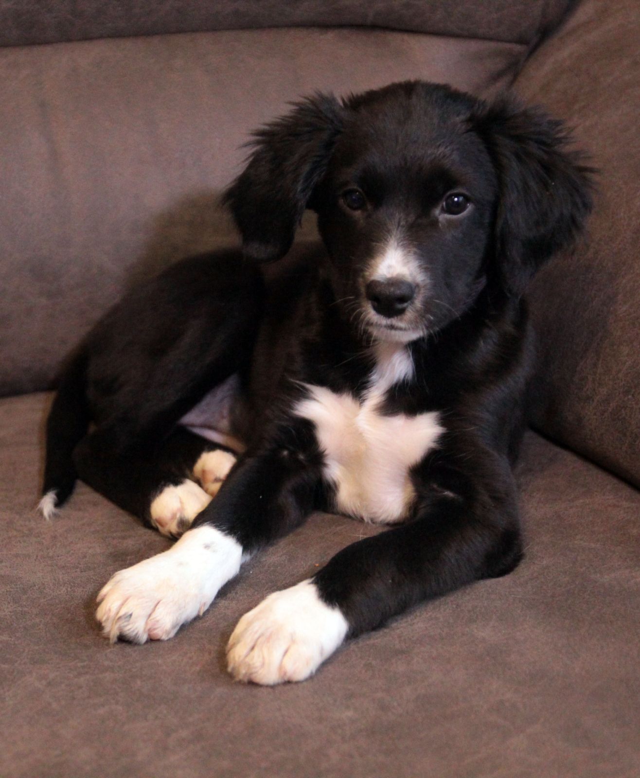 Ваше хвостате щастя!