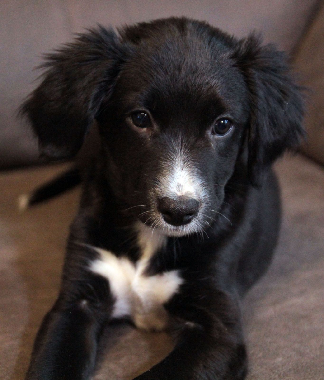 Ваше хвостате щастя!