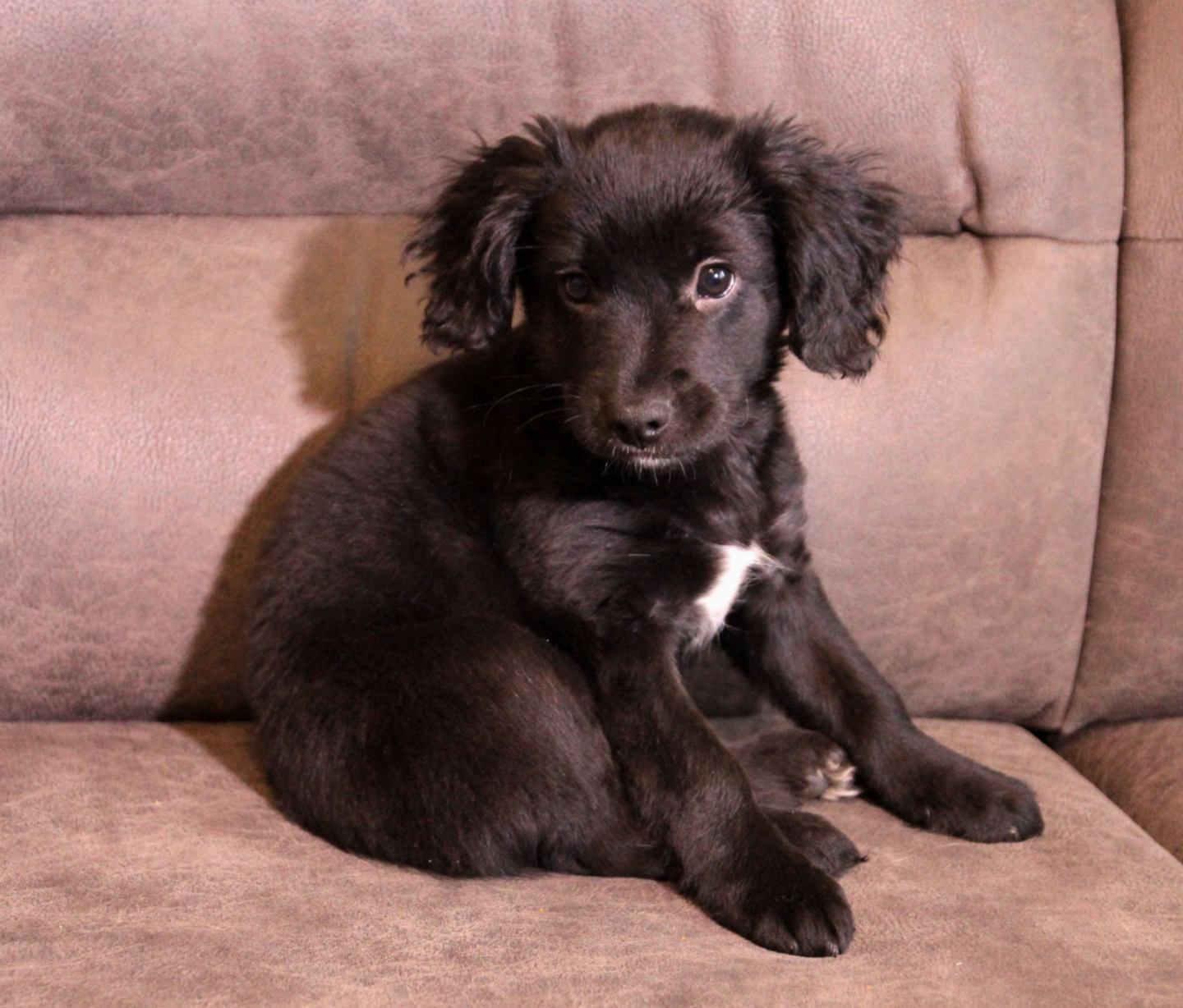 Маленька веселунка у пошуках родини