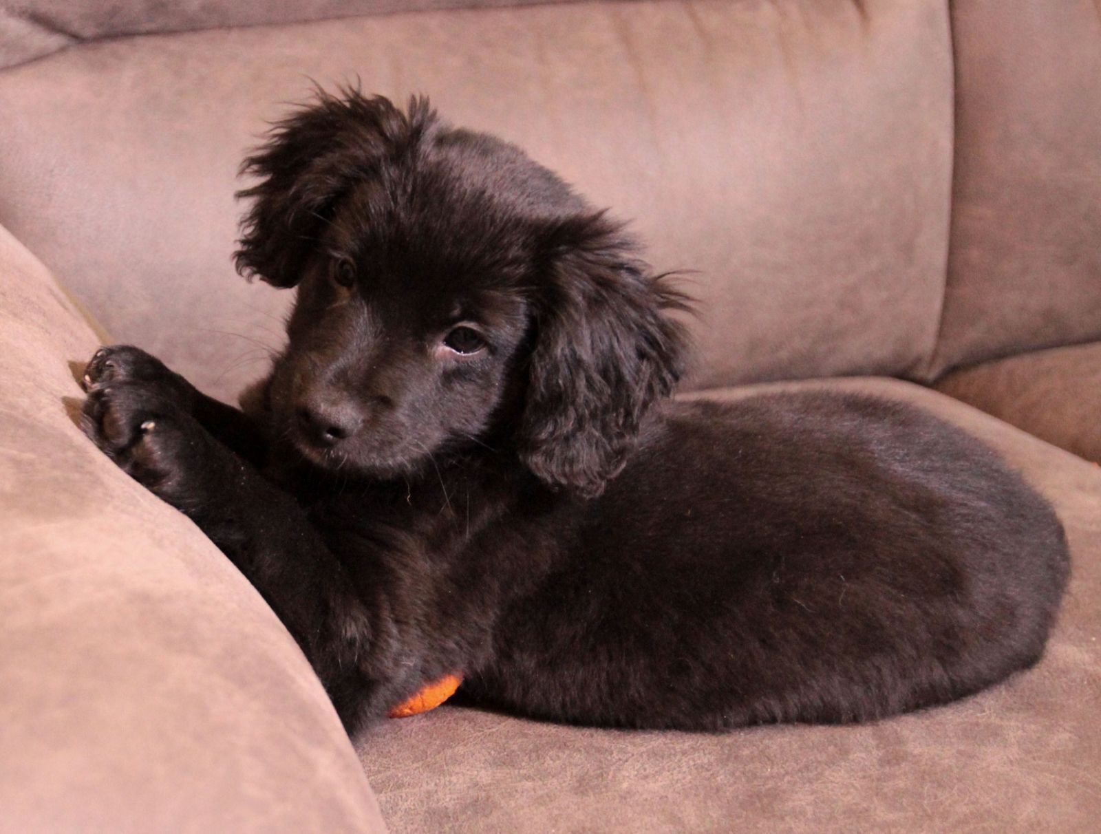 Маленька веселунка у пошуках родини