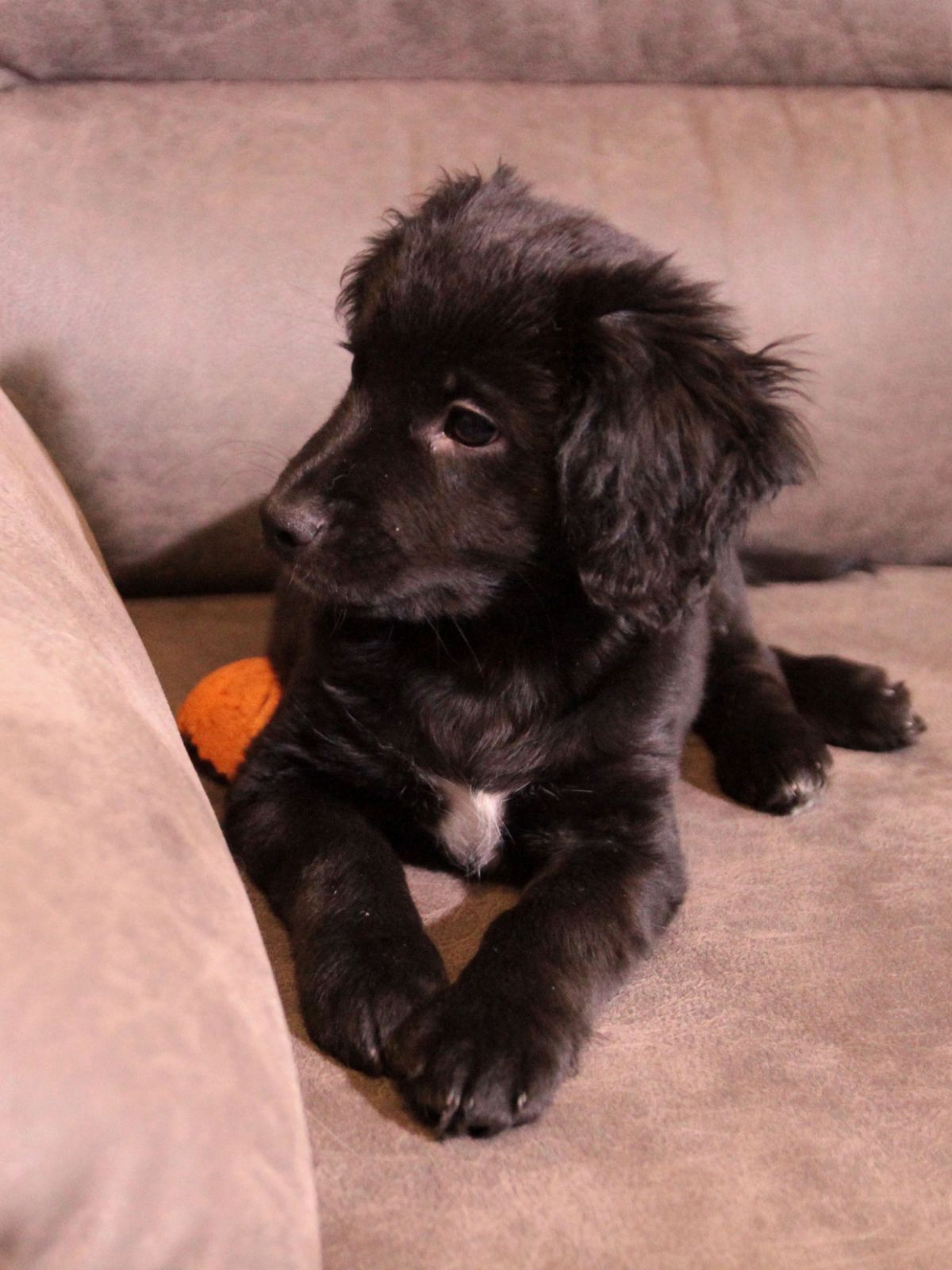 Маленька веселунка у пошуках родини