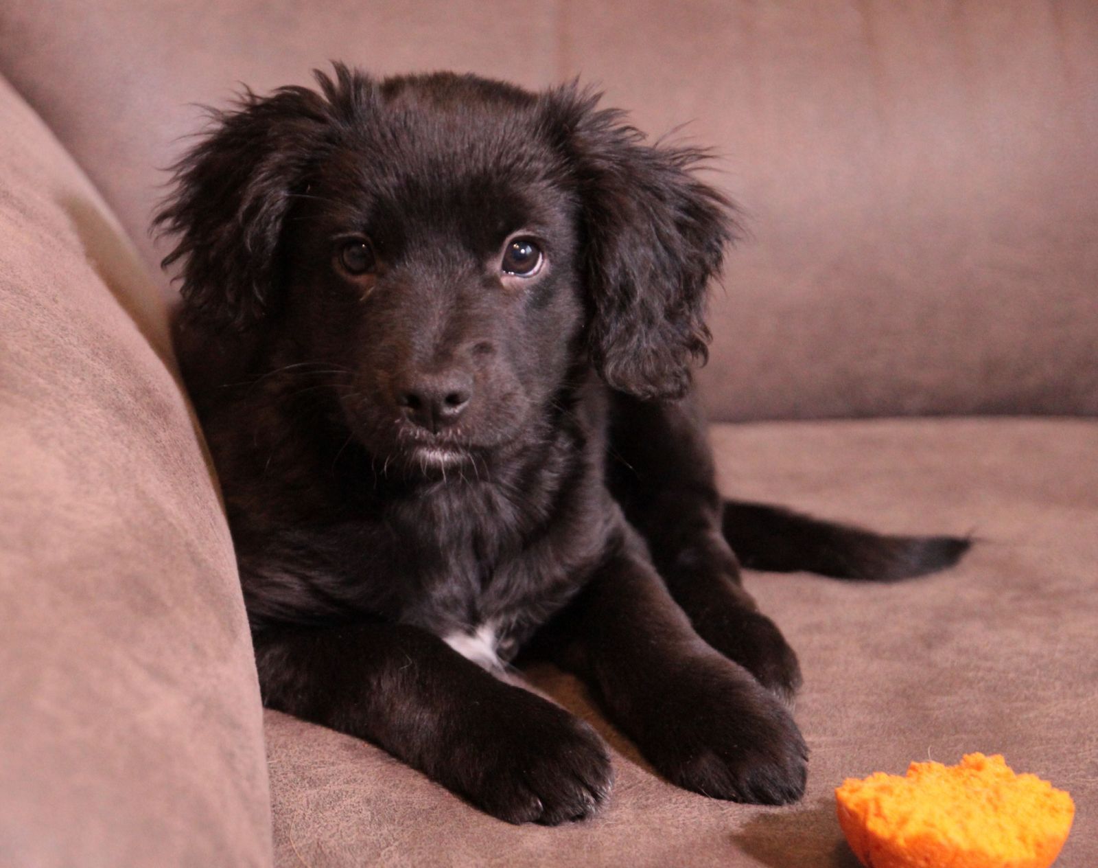 Маленька веселунка у пошуках родини