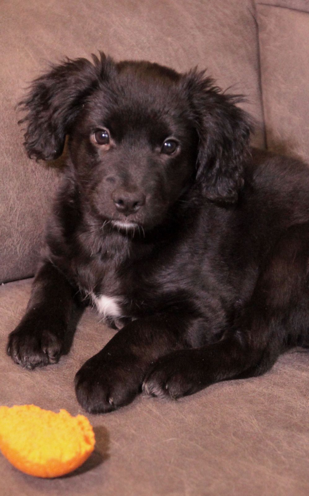 Маленька веселунка у пошуках родини