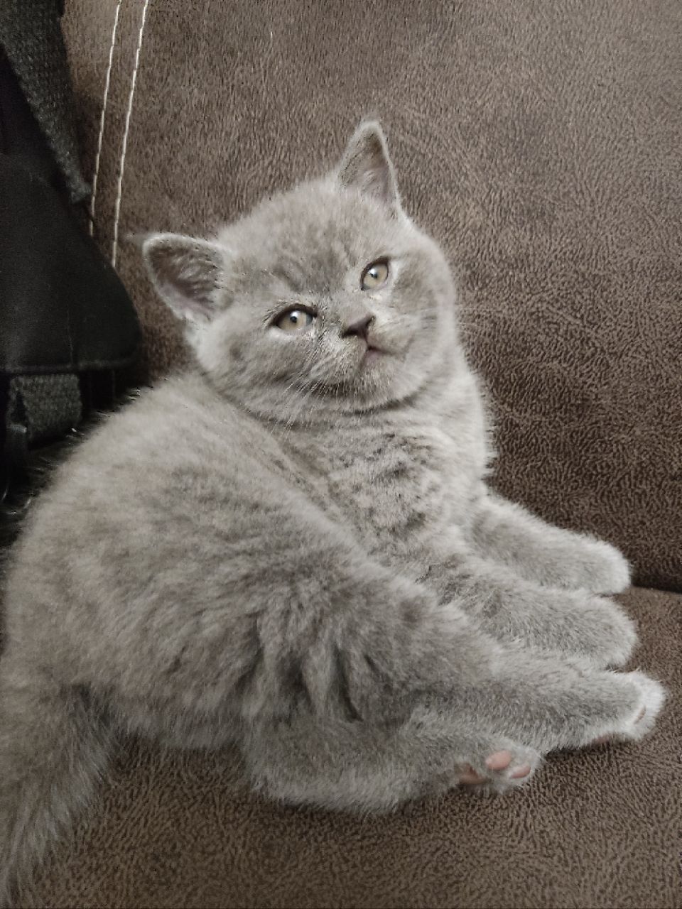 Продам котика шотландський прямовухий