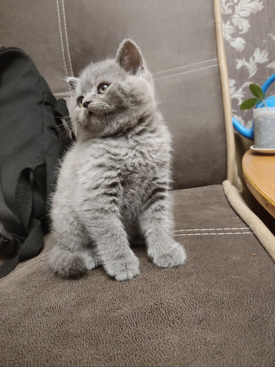 Продам котика шотландський прямовухий