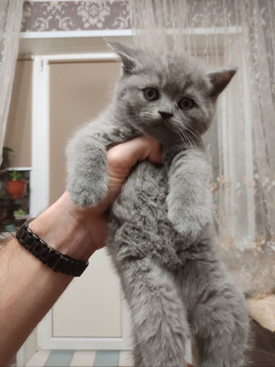 Продам котика шотландський прямовухий