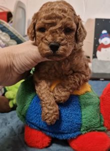 Щенки той пудель