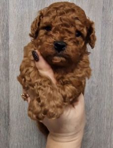 Щенки той пудель