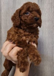 Щенки той пудель