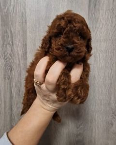 Щенки той пудель