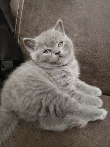 Продам котика шотландський прямовухий