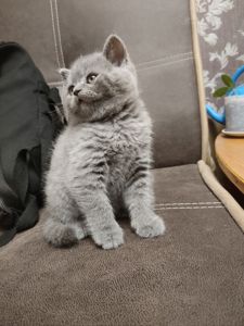 Продам котика шотландський прямовухий