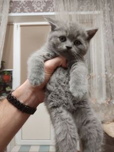 Продам котика шотландський прямовухий