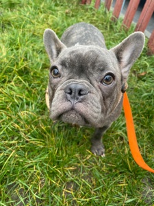 Дівчинка-французький бульдог