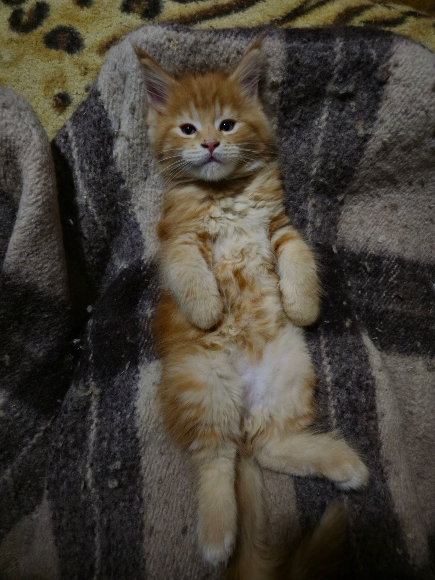 Кошенята мейн-кун (червоний мармур)