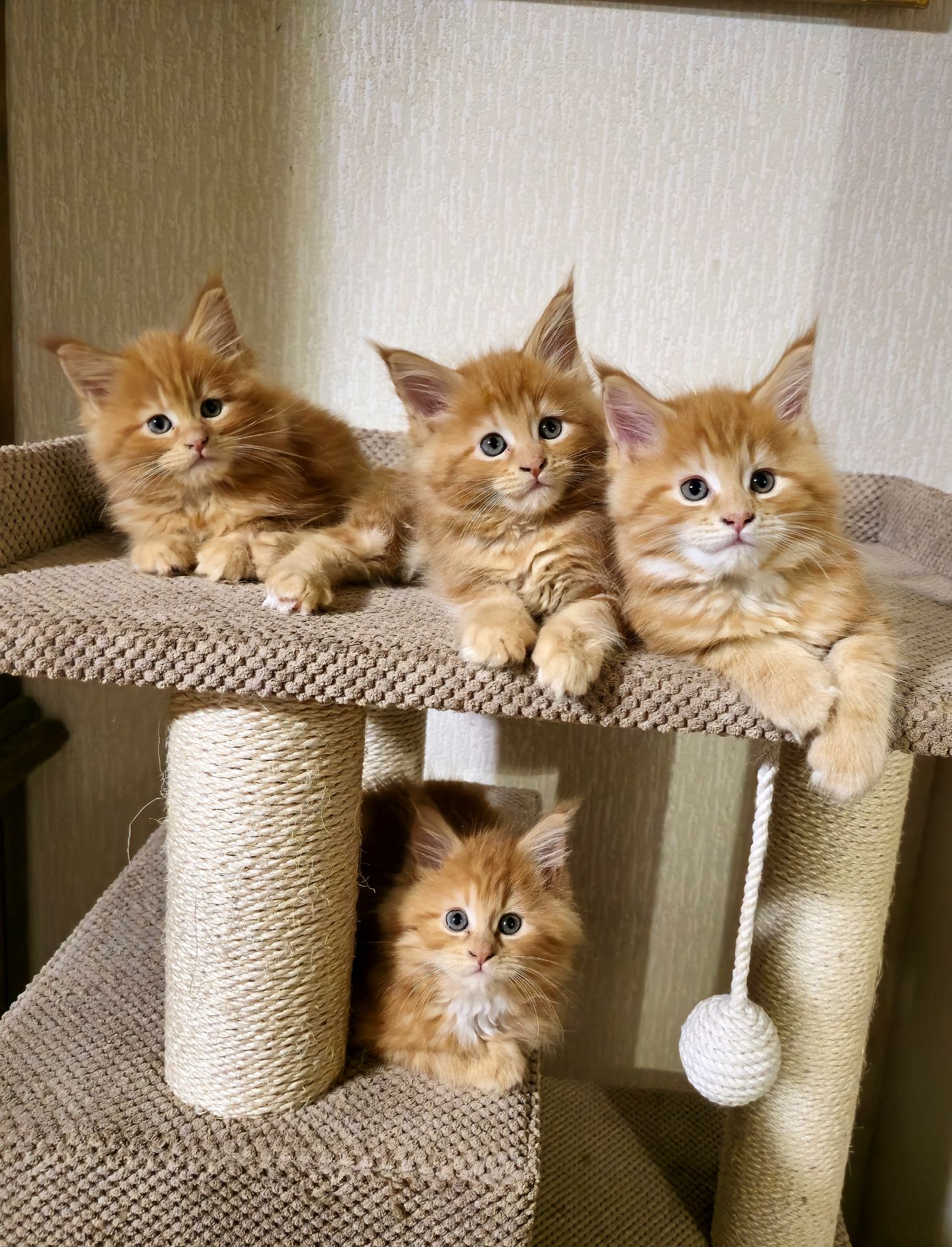 Кошенята мейн-кун (червоний мармур)