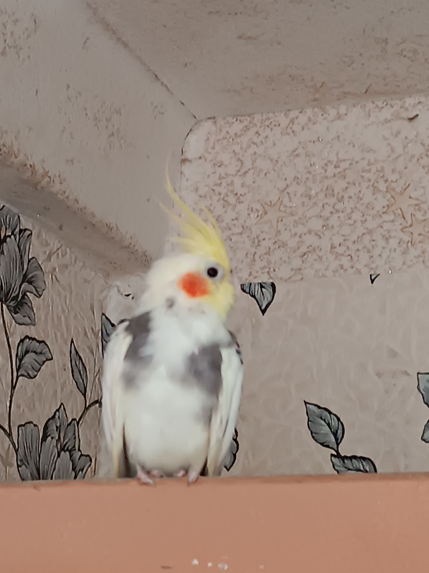 Корела Дніпро-Кам'янське