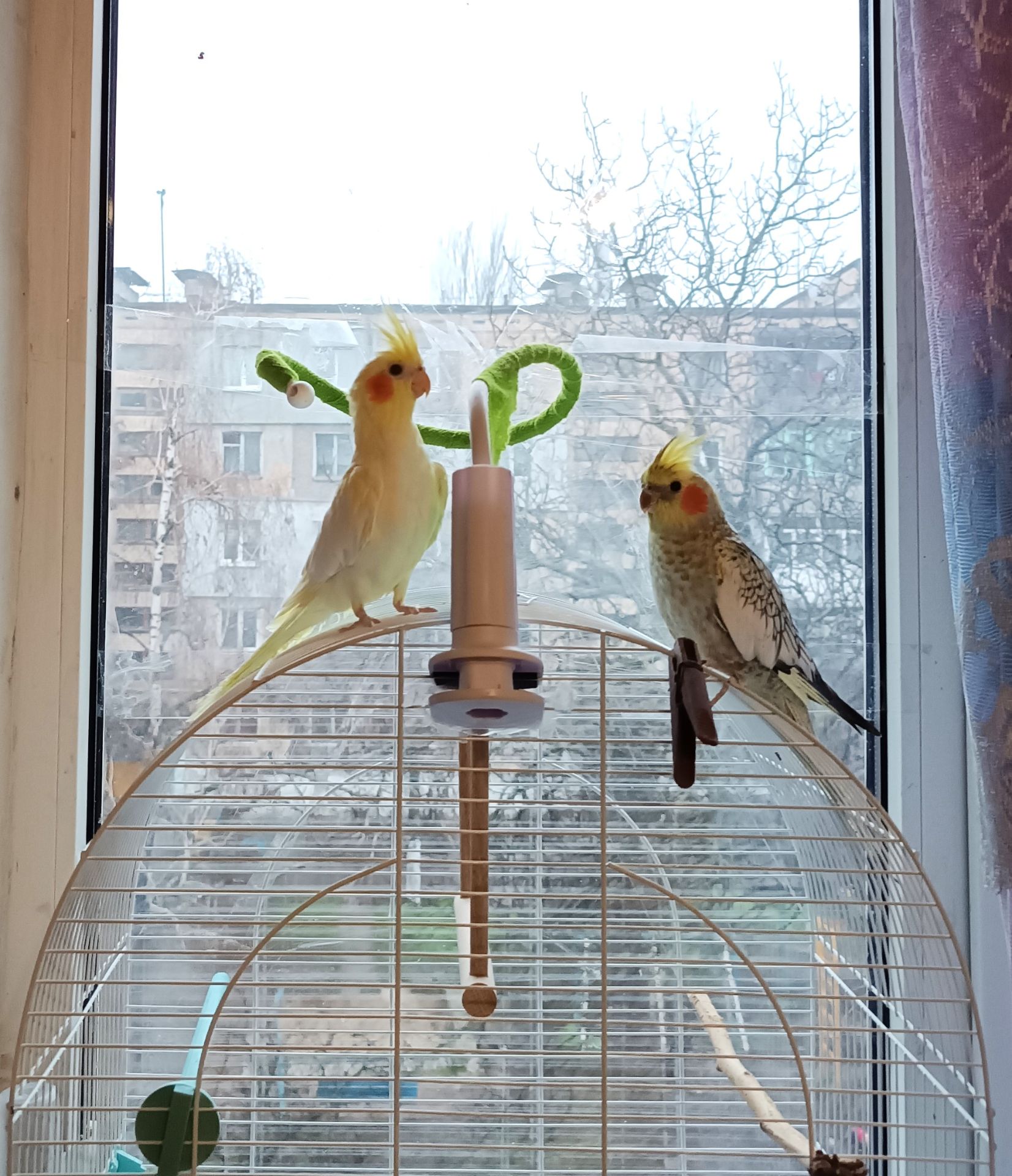 Корела Дніпро-Кам'янське