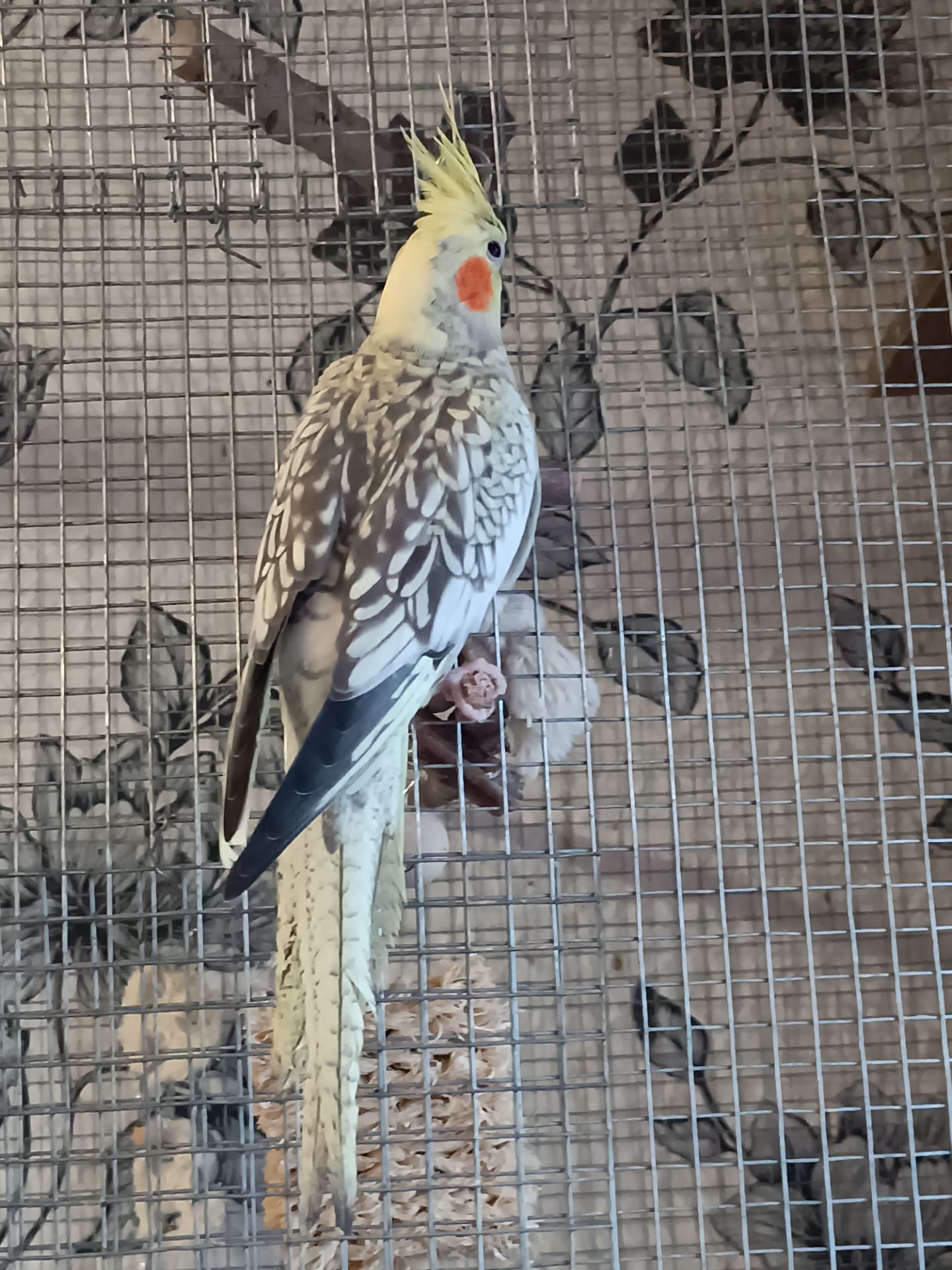 Корела Дніпро-Кам'янське