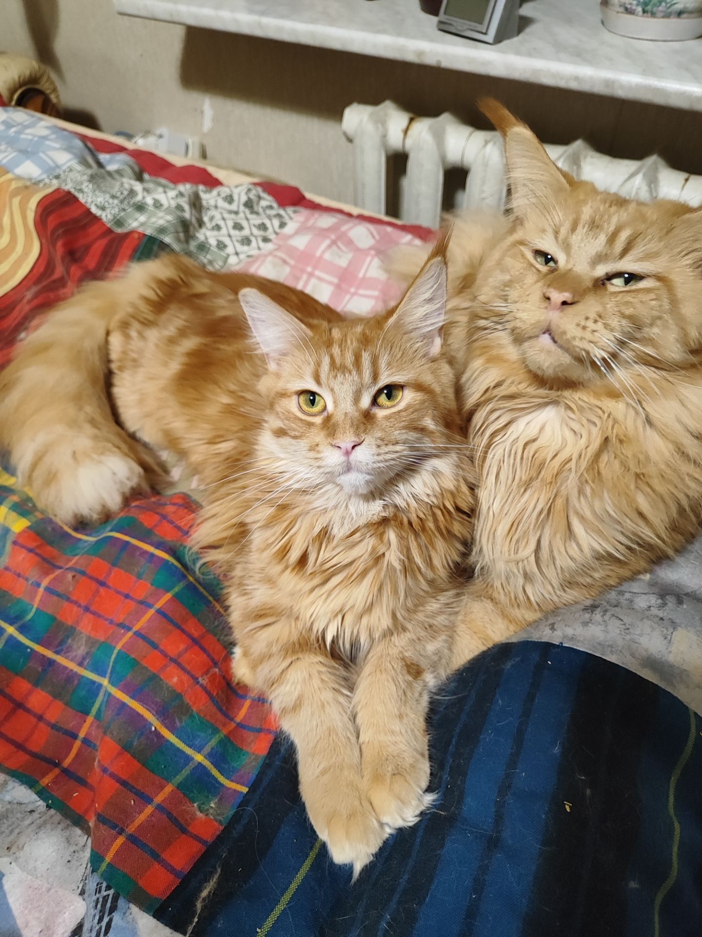 Кошенята мейн-кун (червоний мармур)