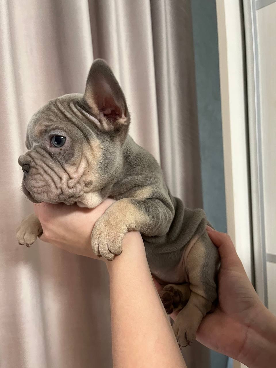 Французький бульдог біг роп