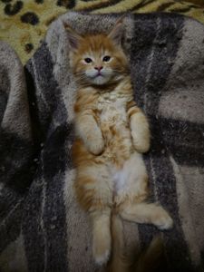 Кошенята мейн-кун (червоний мармур)