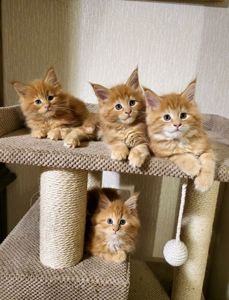 Кошенята мейн-кун (червоний мармур)