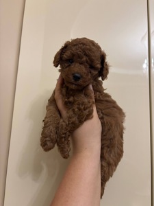 Цуценята Той Пудель Стандарт Ред Браун