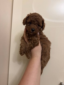 Цуценята Той Пудель Стандарт Ред Браун