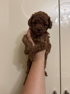 Цуценята Той Пудель Стандарт Ред Браун