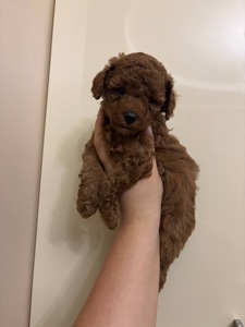 Цуценята Той Пудель Стандарт Ред Браун