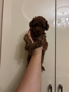 Цуценята Той Пудель Стандарт Ред Браун