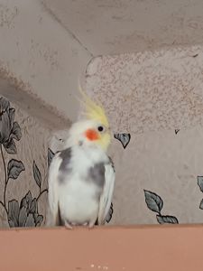 Корела Дніпро-Кам'янське