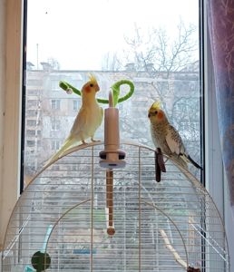 Корела Дніпро-Кам'янське