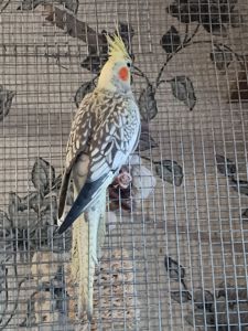 Корела Дніпро-Кам'янське